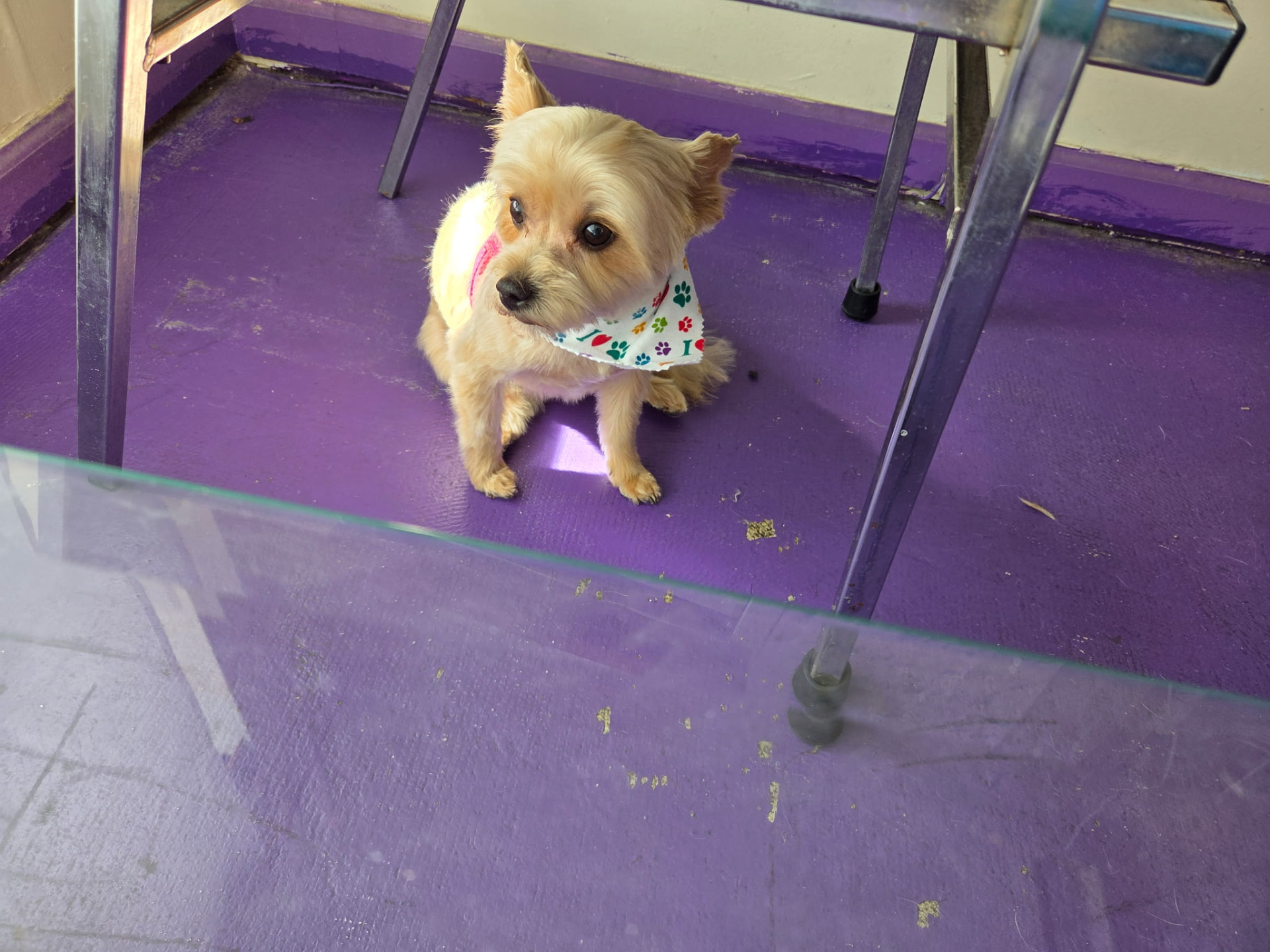 Taylor Swift after grooming at Paw Pals β Tiny terrier in a paw-print bandana