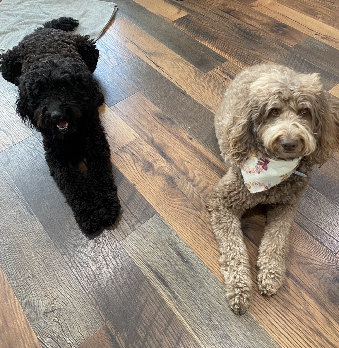 Curls & Cream after grooming at Paw Pals β Black and champagne doodles fresh off the table