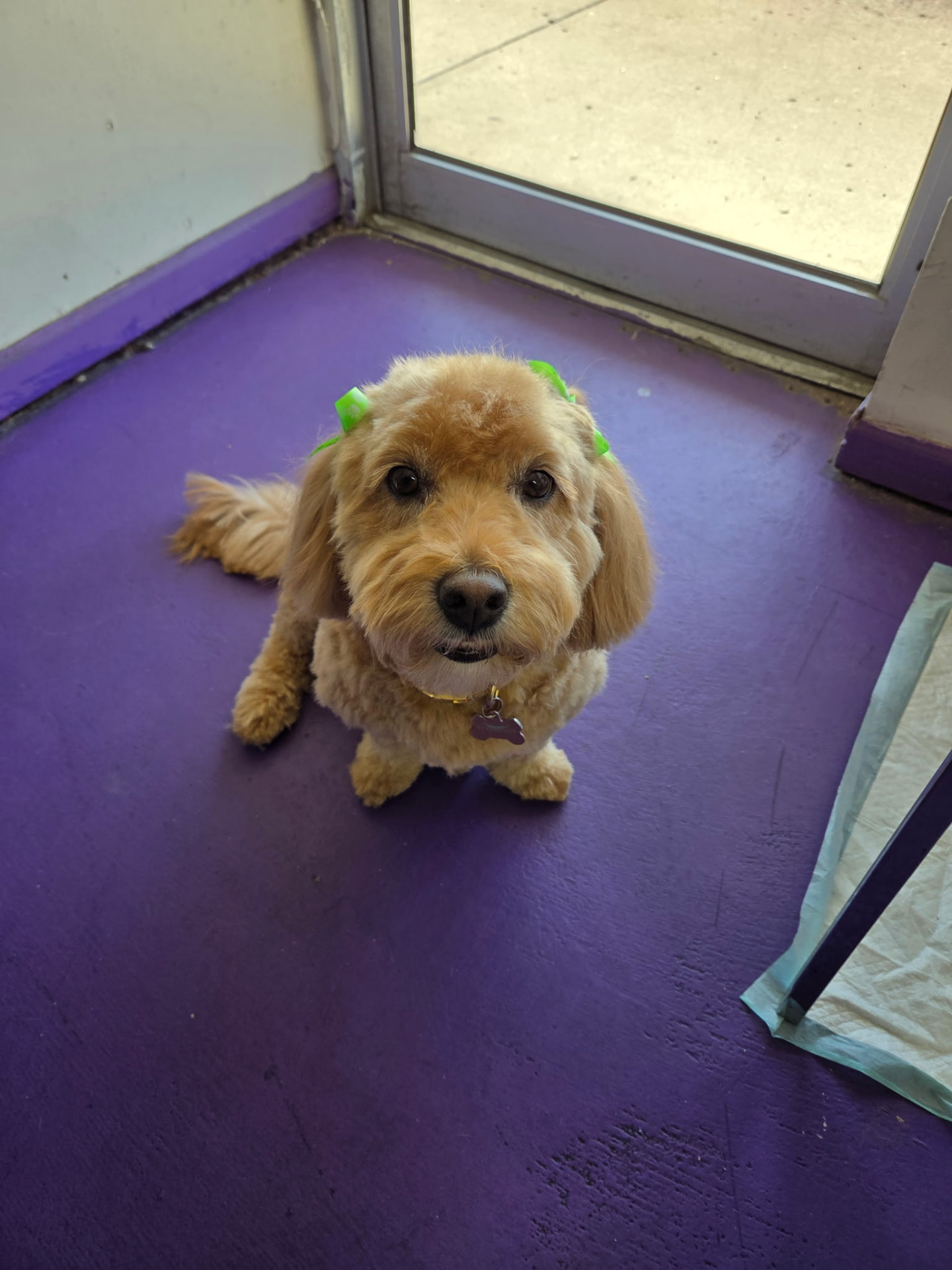 Springer Spaniel Poodle after grooming at Paw Pals β Rounded face trim and lime green bows