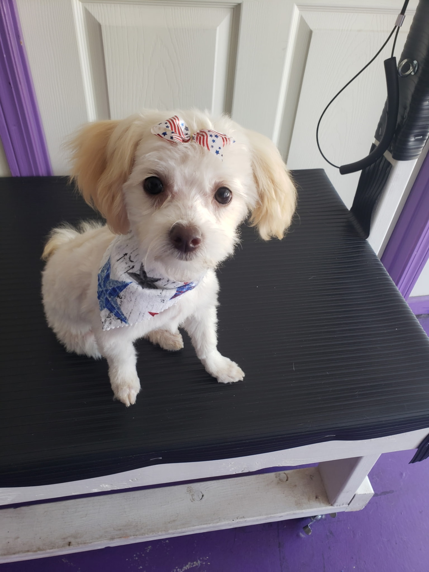 Lilly after grooming at Paw Pals โ Maltipoo in a patriotic bow and bandana