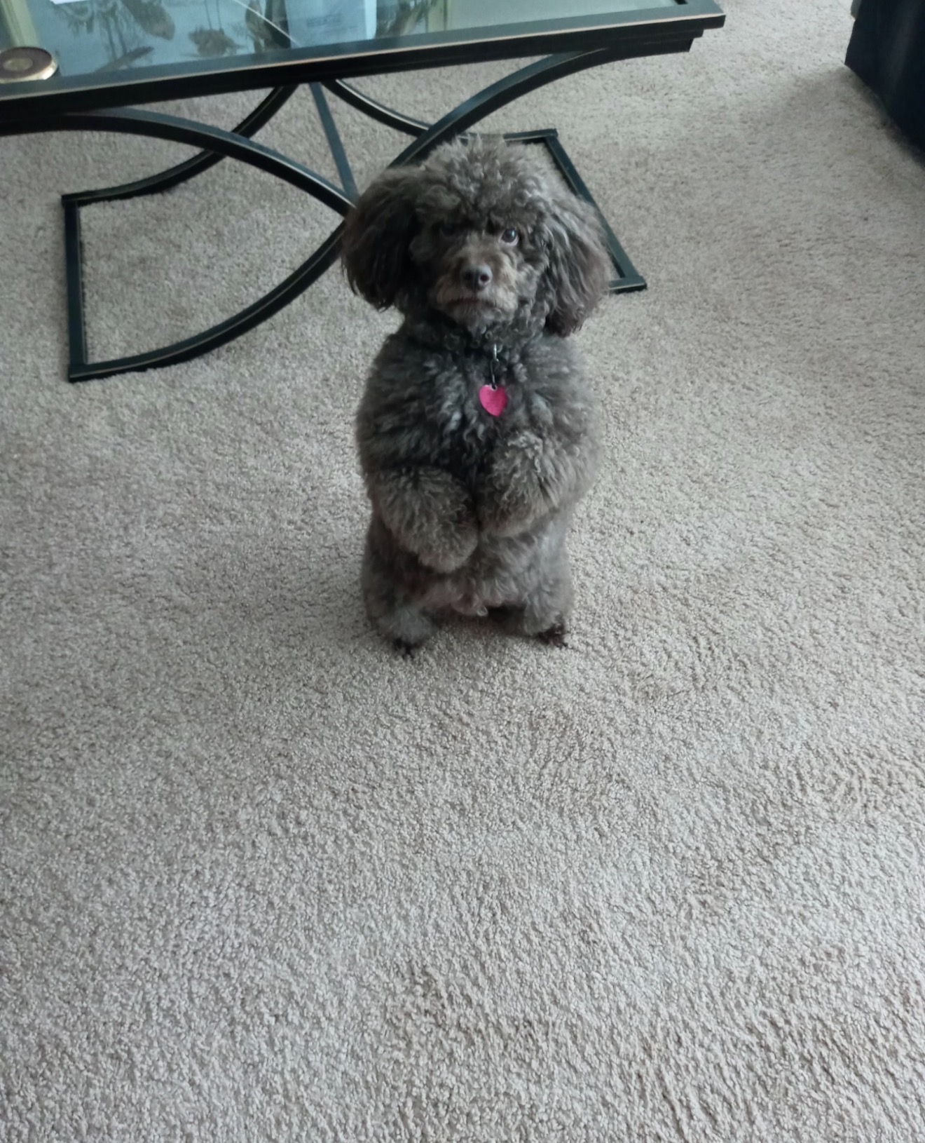 Corky after grooming at Paw Pals โ Cockapoo with a pink heart tag