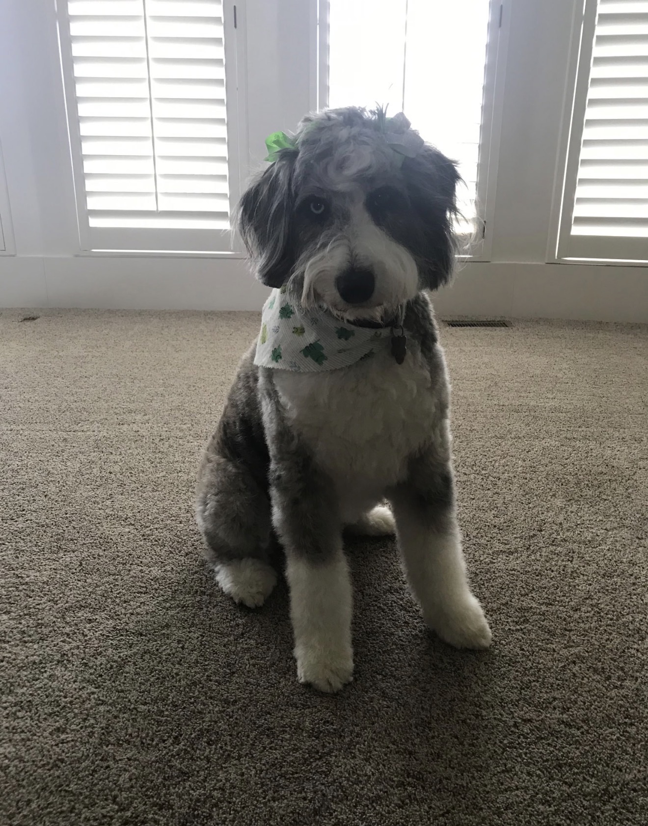 Miss Merle after grooming at Paw Pals β Blue merle sheepadoodle, tidy face and a clover bandana