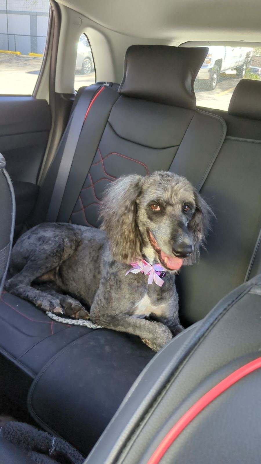Neema after grooming at Paw Pals β Silver poodle with pink and lavender bows