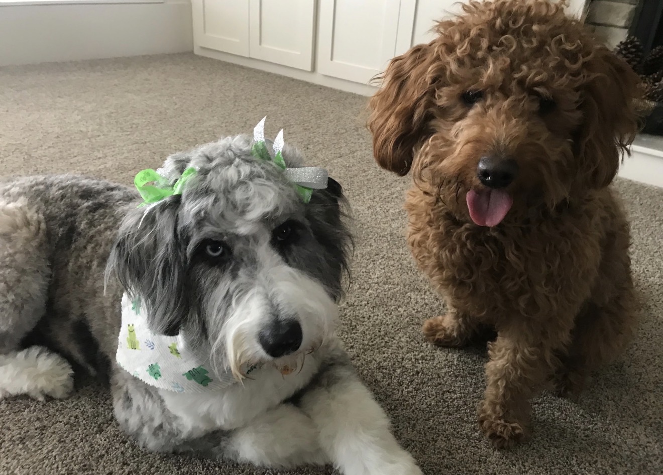 The Doodle Duo after grooming at Paw Pals β Merle doodle in green bows beside her apricot brother