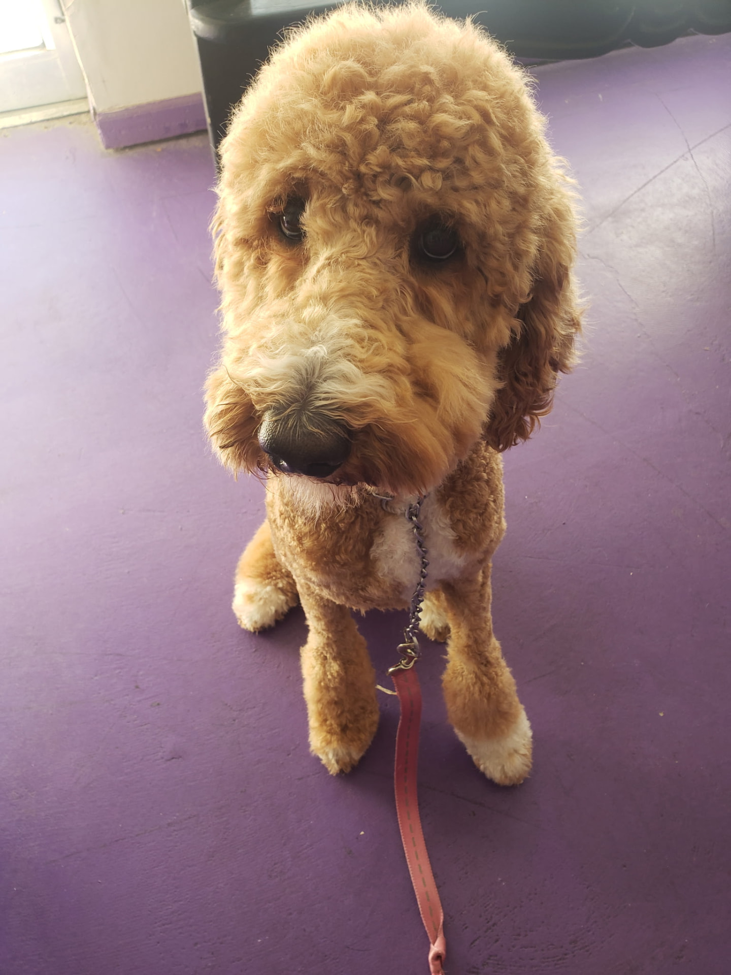 Sugar, a golden doodle, freshly groomed with a fluffy teddy-bear trim