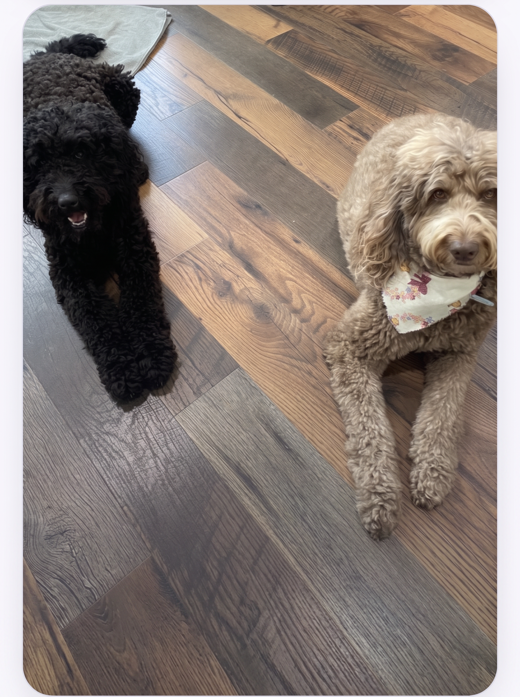 Luna & Bella after grooming at Paw Pals โ Black Doodle, Brown and White Doodle